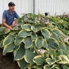 Hosta Shadowlands Gigantosaurus Live Plant – 5.25 inch Pot – Perennial Shade Plant - Image 1