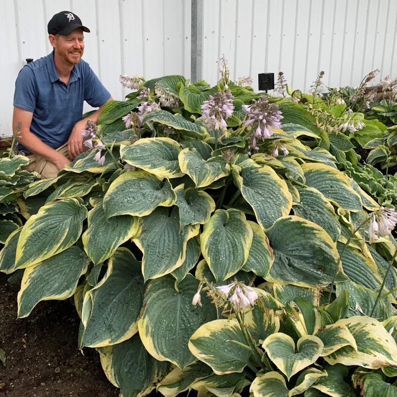 Hosta Shadowlands Gigantosaurus Live Plant – 5.25 inch Pot – Perennial Shade Plant - Image 1