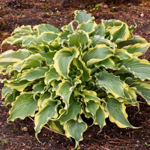 Hosta Shadowlands Voices in the Wind Live Plant 5.25