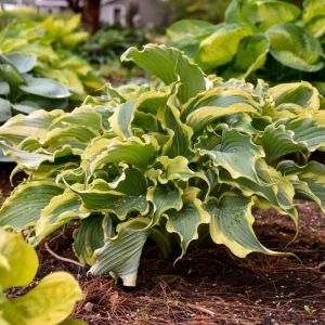 Hosta Shadowlands Voices in the Wind Live Plant 5.25