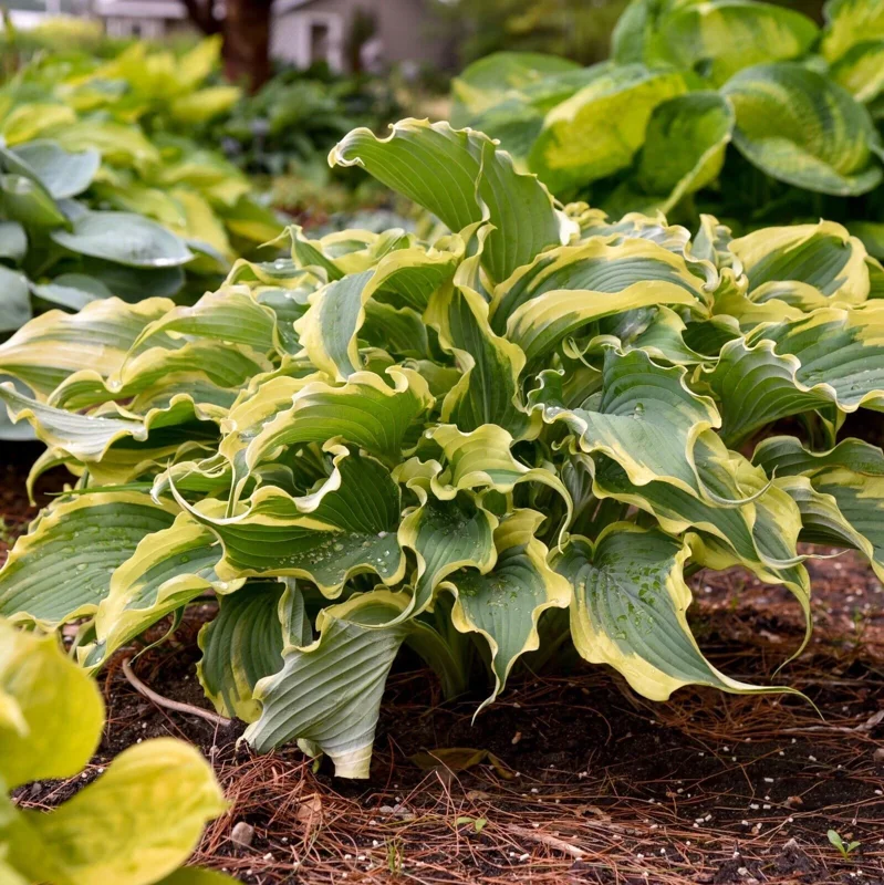 Hosta Shadowlands Voices in the Wind Live Plant 5.25" Pot Perennial Outdoor - Image 3