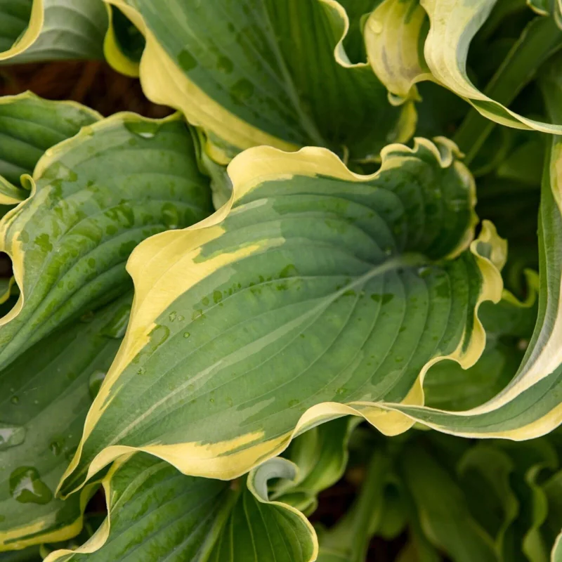 Hosta Shadowlands Voices in the Wind Live Plant 5.25" Pot Perennial Outdoor - Image 4