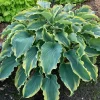Hosta Shadowlands Voices in the Wind Live Plant 5.25" Pot Perennial Outdoor - Image 1