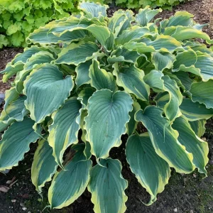 Hosta Shadowlands Voices in the Wind Live Plant 5.25