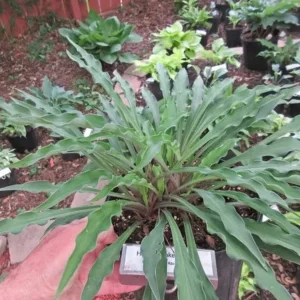 Hosta Shake Down Live Plant – 5.25