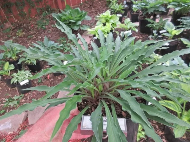 Hosta Shake Down Live Plant – 5.25" Pot – Well Rooted Perennial Shade Plant - Image 2