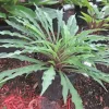Hosta Shake Down Live Plant – 5.25" Pot – Well Rooted Perennial Shade Plant - Image 1