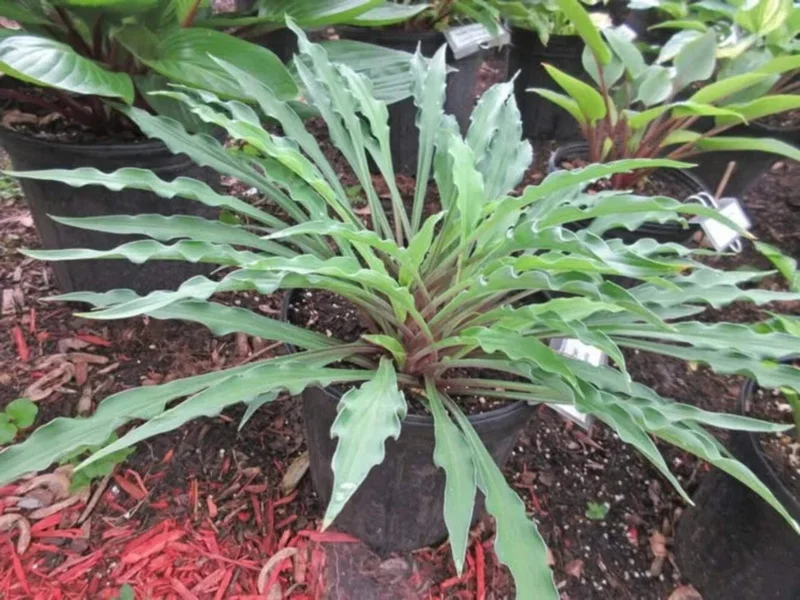 Hosta Shake Down Live Plant – 5.25" Pot – Well Rooted Perennial Shade Plant - Image 1