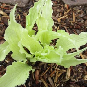 Hosta Shocking Mandy Live Plant - 5.25