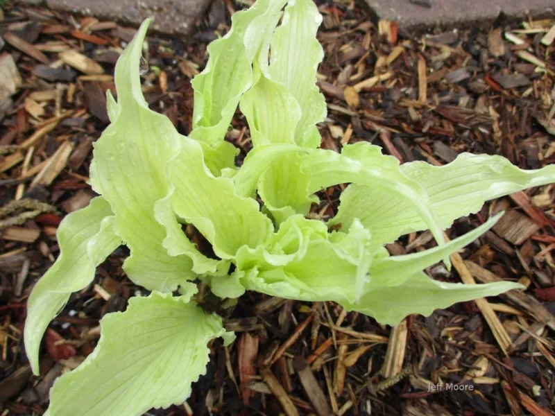 Hosta Shocking Mandy Live Plant - 5.25" Pot Perennial Shade Plant - Image 2