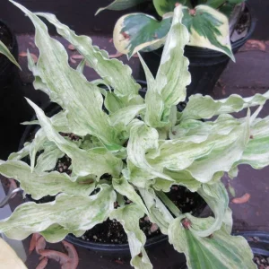 Hosta Shocking Mandy Live Plant - 5.25