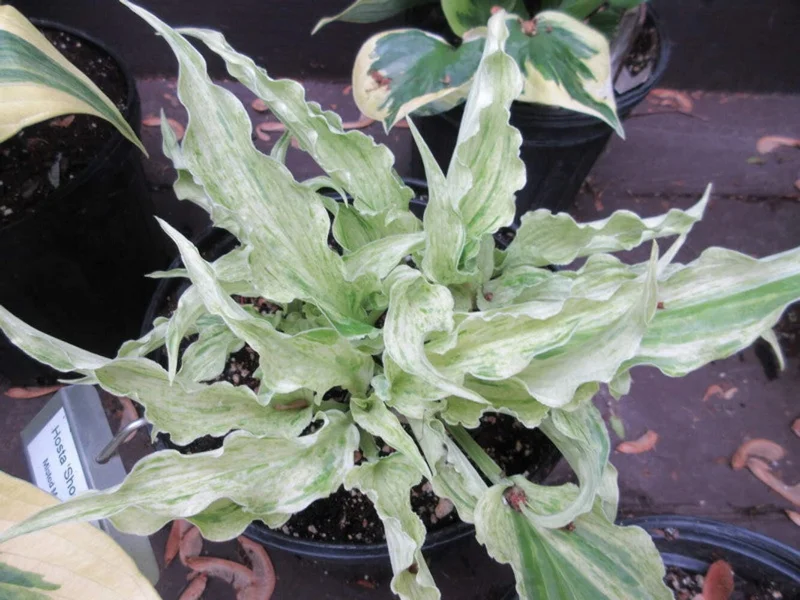 Hosta Shocking Mandy Live Plant - 5.25" Pot Perennial Shade Plant - Image 1