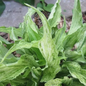 Hosta Shocking Mandy Live Plant - 5.25
