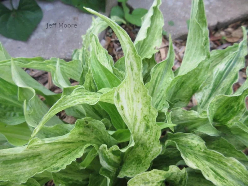 Hosta Shocking Mandy Live Plant - 5.25" Pot Perennial Shade Plant - Image 3