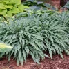 Hosta Silly String Live Plant 5.25 inch Pot - Unique Perennial Shade Plant - Image 1