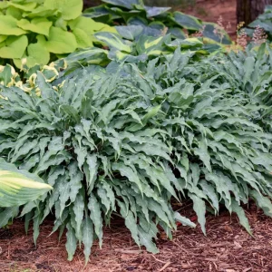 Hosta Silly String Live Plant 5.25 inch Pot - Unique Perennial Shade Plant - Image 1