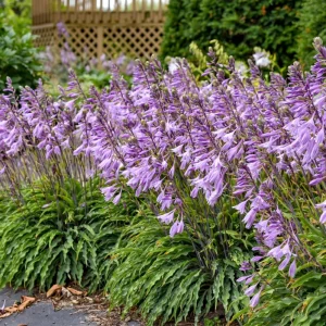 Hosta Silly String Live Plant 5.25 inch Pot - Unique Perennial Shade Plant - Image 2
