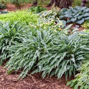 Hosta Silly String Live Plant 5.25 inch Pot - Unique Perennial Shade Plant - Image 4