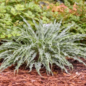 Hosta Silly String Live Plant 5.25 inch Pot - Unique Perennial Shade Plant - Image 5