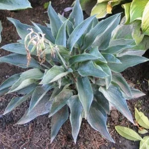 Hosta Silver Tongued Devil Live Plant – Perennial Shade Plant – 5.25 inch Pot - Image 2