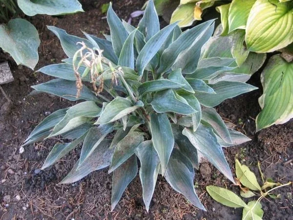 Hosta Silver Tongued Devil Live Plant – Perennial Shade Plant – 5.25 inch Pot - Image 2