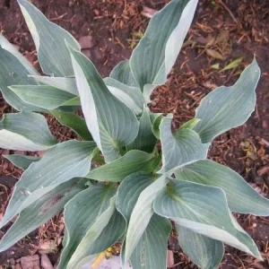 Hosta Silver Tongued Devil Live Plant – Perennial Shade Plant – 5.25 inch Pot - Image 3