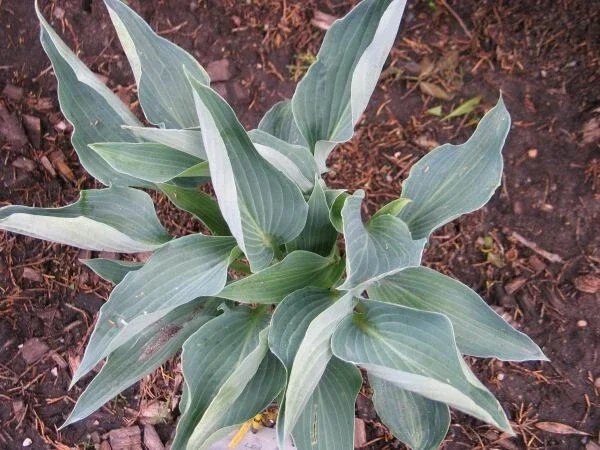 Hosta Silver Tongued Devil Live Plant – Perennial Shade Plant – 5.25 inch Pot - Image 3