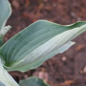 Hosta Silver Tongued Devil Live Plant – Perennial Shade Plant – 5.25 inch Pot - Image 4