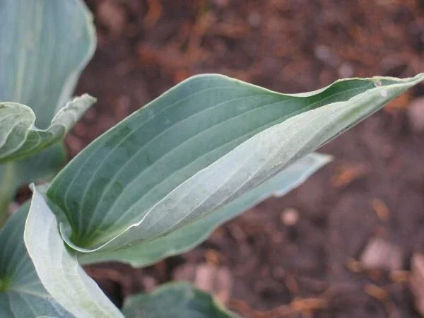Hosta Silver Tongued Devil Live Plant – Perennial Shade Plant – 5.25 inch Pot - Image 4
