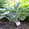 Hosta Silver Tongued Devil Live Plant – Perennial Shade Plant – 5.25 inch Pot - Image 1