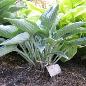 Hosta Silver Tongued Devil Live Plant – Perennial Shade Plant – 5.25 inch Pot - Image 1
