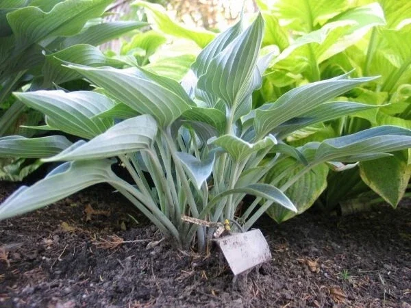 Hosta Silver Tongued Devil Live Plant – Perennial Shade Plant – 5.25 inch Pot - Image 1
