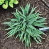 Hosta Silver Twist Live Plant - 5.25" Pot, Well Rooted Perennial Shade - Image 1