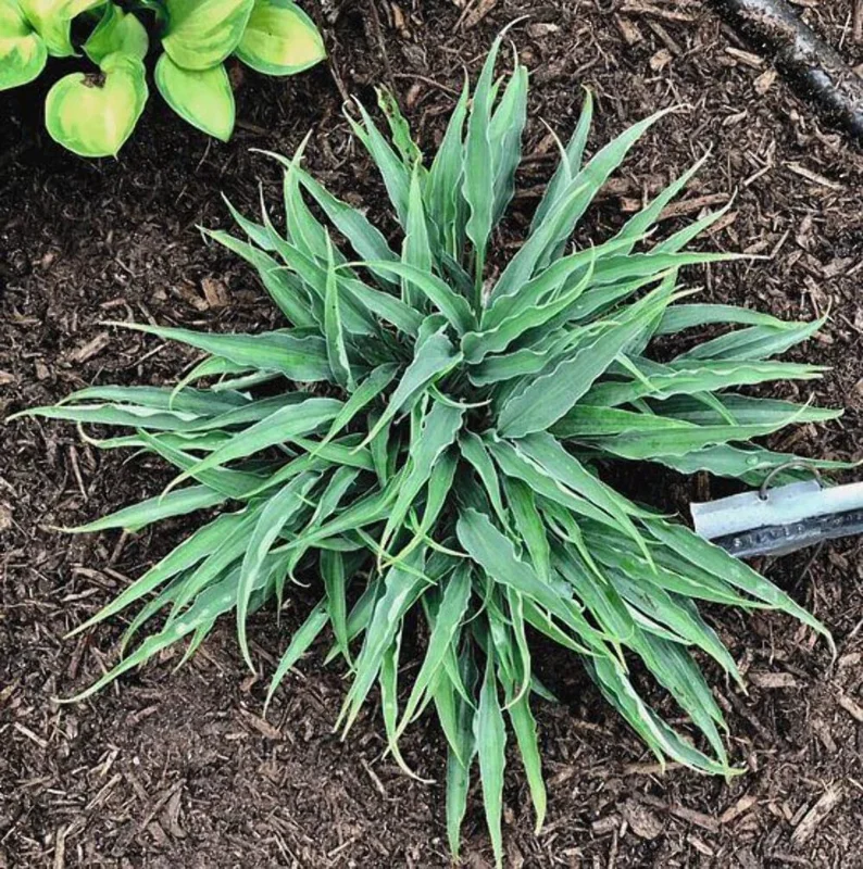 Hosta Silver Twist Live Plant - 5.25" Pot, Well Rooted Perennial Shade - Image 1