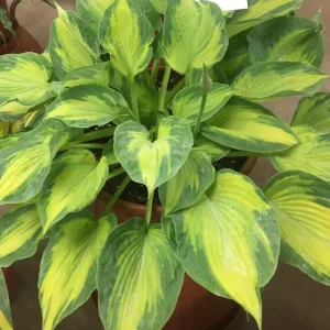 Hosta Sister Act Live Plant – Perennial Shade Variety – 5.25" Pot - Image 1
