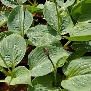 Hosta Smokey Mountain Blues Live Plant – 5.25 inch Pot Perennial Shade - Image 2