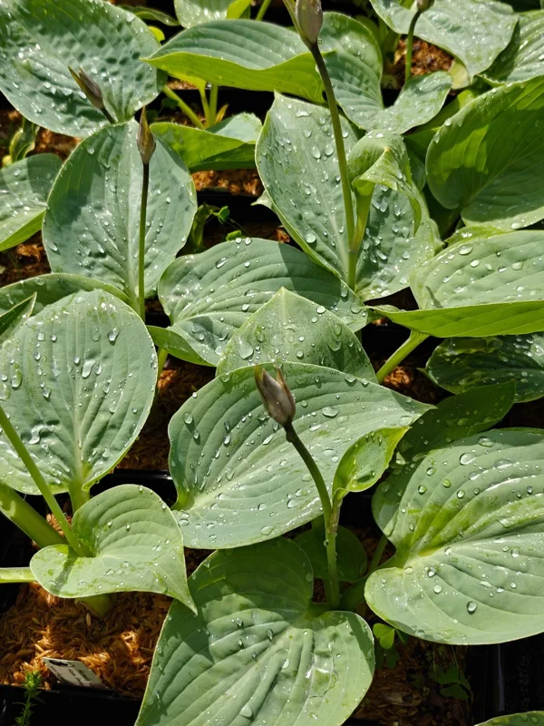 Hosta Smokey Mountain Blues Live Plant – 5.25 inch Pot Perennial Shade - Image 2