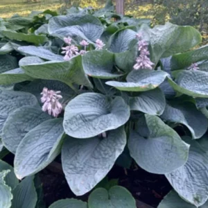 Hosta Smokey Mountain Blues Live Plant – 5.25 inch Pot Perennial Shade - Image 1
