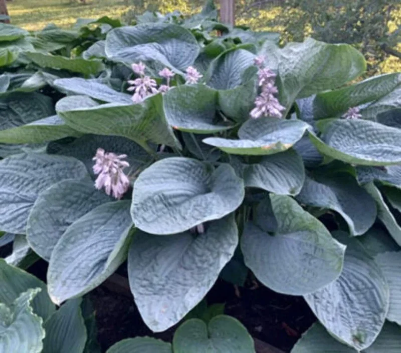 Hosta Smokey Mountain Blues Live Plant – 5.25 inch Pot Perennial Shade - Image 1