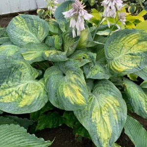 Hosta Sound of Music Live Plant - 5.25