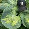 Hosta Sound of Music Live Plant - 5.25" Pot, Well-Rooted Perennial for Shade - Image 1