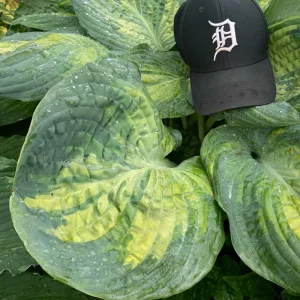 Hosta Sound of Music Live Plant - 5.25