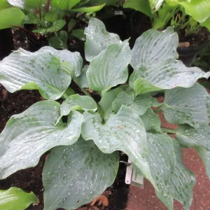 Hosta Steal the Spotlight Live Plant – Perennial Shade Plant Blue - Image 1