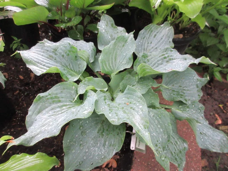 Hosta Steal the Spotlight Live Plant – Perennial Shade Plant Blue - Image 1