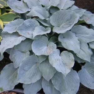 Hosta Sterling Medallion Live Plant – 5.25