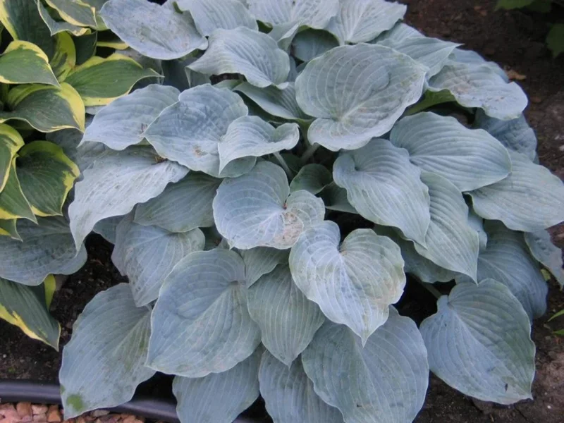 Hosta Sterling Medallion Live Plant – 5.25" Pot – Shade Perennial - Image 2