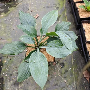 Hosta Sterling Medallion Live Plant – 5.25