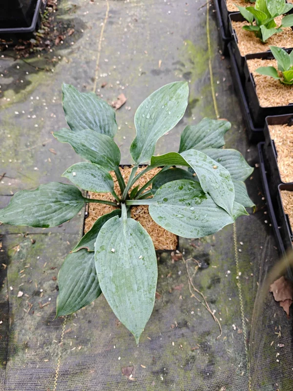 Hosta Sterling Medallion Live Plant – 5.25" Pot – Shade Perennial - Image 3