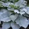 Hosta Sterling Medallion Live Plant – 5.25" Pot – Shade Perennial - Image 1