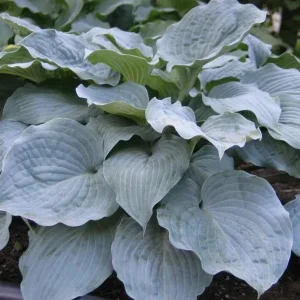 Hosta Sterling Medallion Live Plant – 5.25